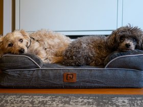 13-1530-bella-dog-nixie.jpg