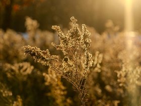 sunset (99)