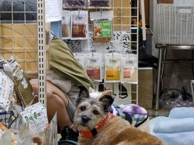 02-1924-JPN-dog-tokyo.jpg