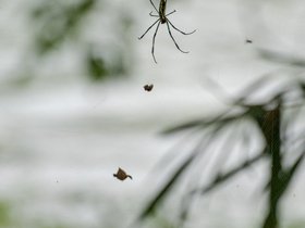 04-1342-JPN-bug-hike-river-tokyo.jpg