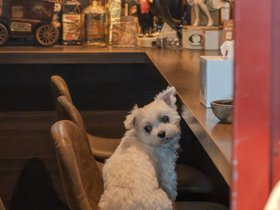 04-2057-JPN-dog-tokyo.jpg