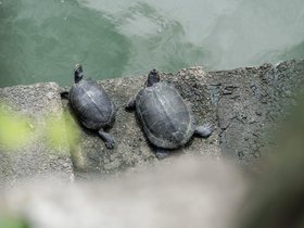 05-1340-JPN-tokyo-turtle.jpg